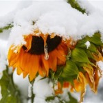 Canada Summer Snow